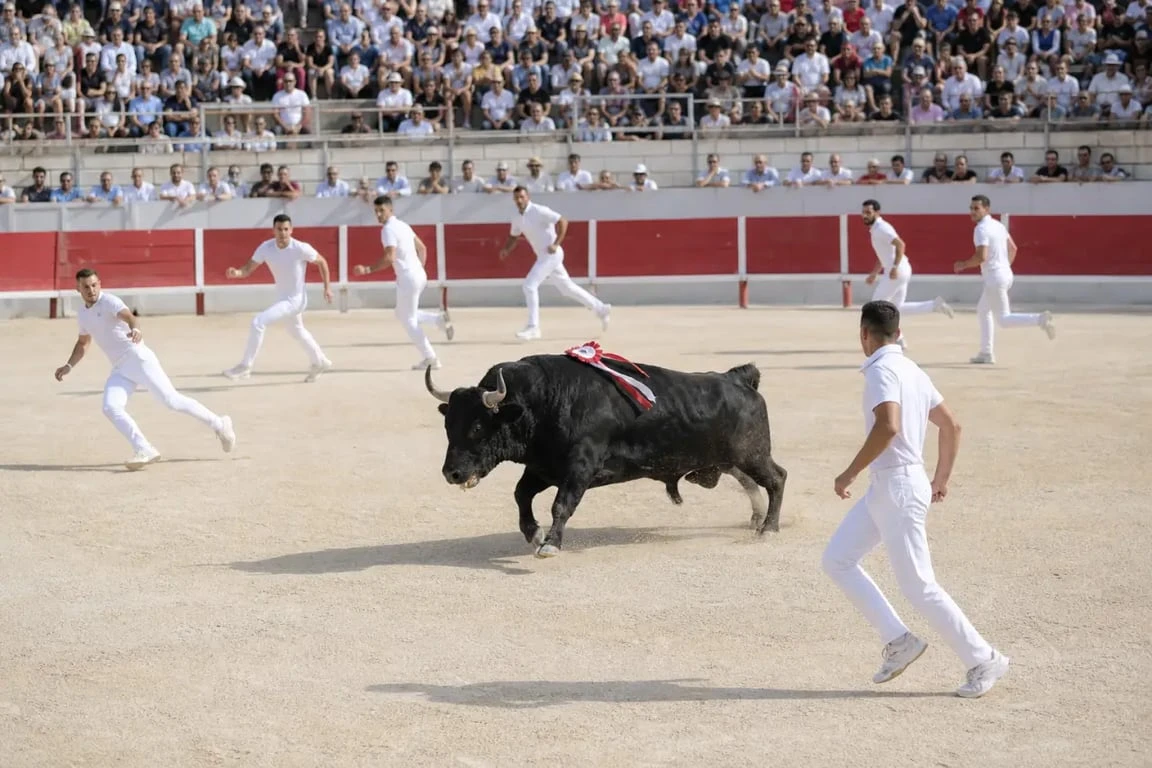 Arene de beaucaire pendant une course camarguaise, raseteurs et public dans les gradins.